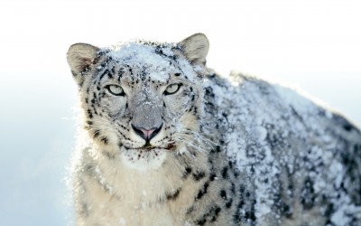 Snow-Leopard Snow-Leopard